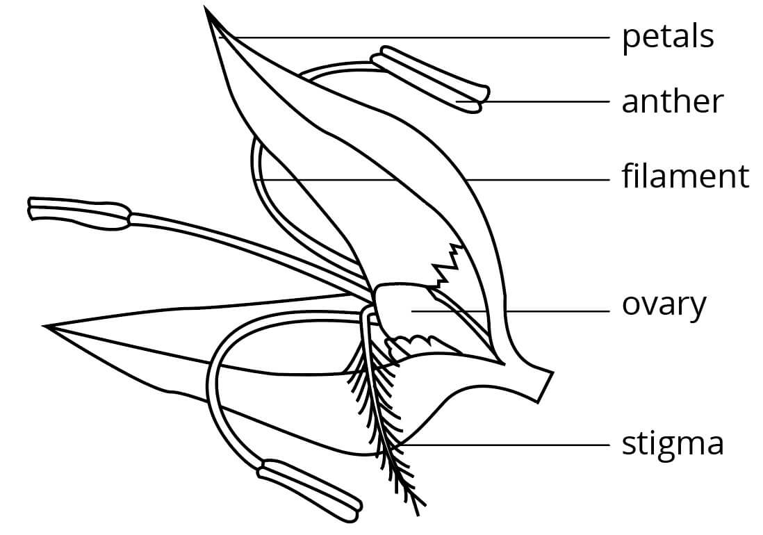 Reproduction in Plants Structures and Pollination